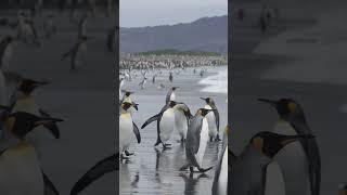 King Penguins Breeding  Antarctica  Lindblad Expeditions [upl. by Jobe]