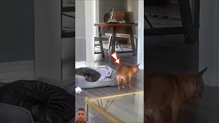 Dog sneaks a naps on cats bed shortvideo [upl. by Llerdnad32]