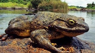 Goliath Frog monster 10 inches 😱 [upl. by Chancelor]