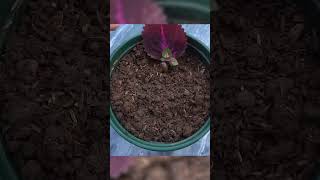 How to grow Solenostemon from colorful leaves for beginner [upl. by Phaih699]