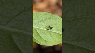 Longlegged Fly flies to and from Camphorweed leaf [upl. by Frohman]