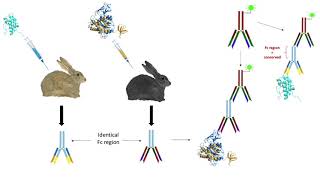 Immunocytochemistry ICC [upl. by Amadis]