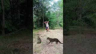 Tiger attacks rabbit wildlife viralvideo vfxsubhankar vfxpro animals running russiafarm 🐅🐇🐅 [upl. by Atokad798]