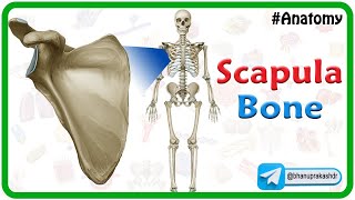 Scapula Bone Anatomy  Animated Osteology Lectures mbbs1styear nationalexittest mbbs [upl. by Krystalle]