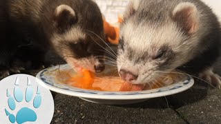 Ferrets eating egg yolk  Frettchen fressen Eigelb  Sazus Fellnasen ♡ [upl. by Eillah]