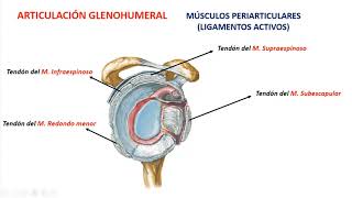 Articulación del hombro glenohumeral o escápulohumeral [upl. by Cathy]