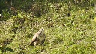 Buteo buteo  Ratonero común  Common buzzard [upl. by Nahtanod]