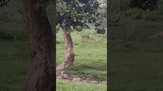 bandipur forest karnataka wildlifeytshorts [upl. by Annawak]