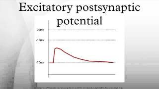 Excitatory postsynaptic potential [upl. by Ninazan]