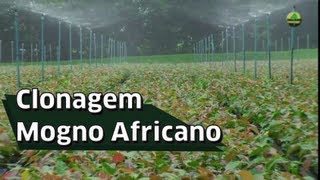 Clonagem de Mogno Africano [upl. by Refinaj]