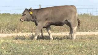 2015 National Braunvieh Sale – Lot 9 Brink Livestock [upl. by Hebrew]