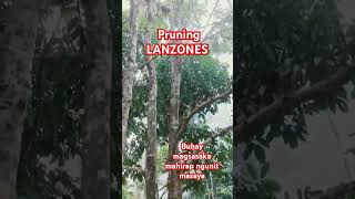 For a healthier Lanzones Fruit Tree shortvideo farming farmlife shorts [upl. by Erlandson]