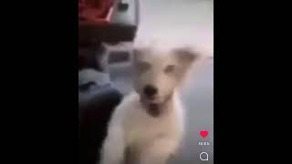 Dog laughing meme [upl. by Camile]