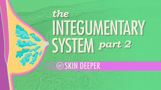 The Integumentary System Part 2  Skin Deeper Crash Course Anatomy amp Physiology 7 [upl. by Occor652]