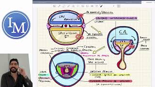 Embriología  Desarrollo de Cavidades Corporales [upl. by Irrab153]