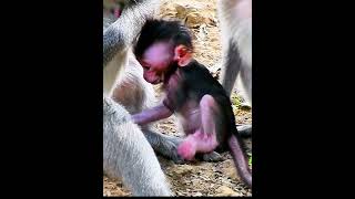 Comely tiny baby monkey playing [upl. by Hueston]