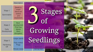 3 Stages of Planting Seedlings for Beginners [upl. by Russia161]