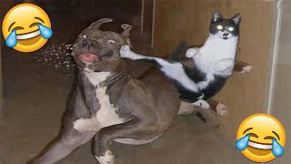 😂VIDEOS GRACIOSOS DE PERROS Y GATOS😂  Si Te Ries Pierdes [upl. by Ocker]