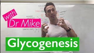 Glycogenesis amp Glycogenolysis [upl. by Tiffie]