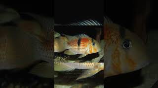 The Suriname Red Spotted Cichlid Guianacara Sphenozona [upl. by Colas]