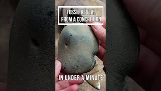 Fossil Reveal from a Concretion In Under A Minute Shorts [upl. by Agan76]