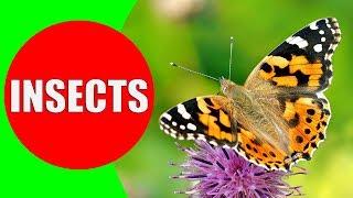 INSECTS FOR KIDS Learning – Insect Names and Sounds for Children Toddlers Kindergarten amp Preschool [upl. by Wie]