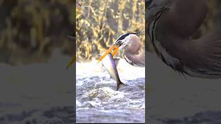 Herons hunt fish heron nature shorts [upl. by Cogan]