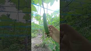 Organikong Halaman  Organic Plants fbreelsfypシ゚ organicgardening backyardgarden vegetables [upl. by Katinka]