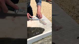 Fresh Summer Flounder Fluke Catch And Cook [upl. by Reginald]