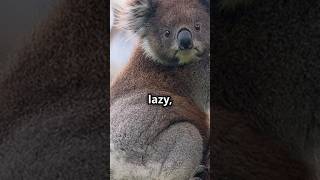 CUTEST BEAR 🐻 the sleepy Koala cute koala animals discovery [upl. by Inahs]