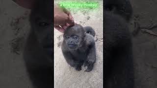 a little Woolly monkey monkey cute funny [upl. by Ardnuhsed883]