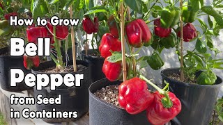 How to Grow Bell Peppers from Seed in Containers  Easy planting guide [upl. by Bonnibelle]