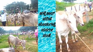 ಬದುಕಿನ ಭರವಸೆ ಹಳ್ಳಿಕಾರ್ ತಳಿ  jodugatteindianhallikar [upl. by Wina]