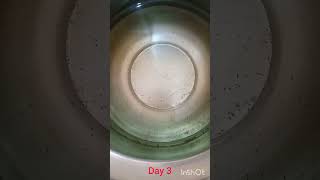 Betta fish egg hatching to day 18 shorts bettafish betta pets fish viralvideo [upl. by Fernald]