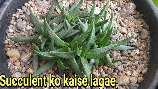 Best potting mix for succulent and cactus [upl. by Saduj]