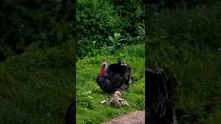 Bronze turkey 🦃 munnar kerala photography wildlife ytshort [upl. by Ainerbas129]