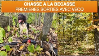 Premieres chasses avec Vecq a la Bécasse  US MN Oct 2023  First woodcocks hunts with Vecq [upl. by Naved]