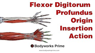 Flexor Digitorum Profundus Anatomy Origin Insertion amp Action [upl. by Zellner618]