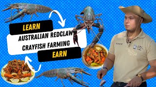 Australian Redclaw Crayfish Farming 101 and Sample Profit Computation [upl. by Lombard]