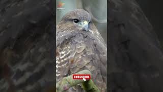 BUZZARD ALARM CALLS shorts buzzards animalsounds birdsong birdsinging [upl. by Garret]