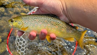 Fly Fishing Rock Creek MT [upl. by Nner]