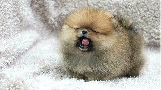 PUPPIES BARKING  Cute Puppy Barking Videos Compilation  DOGS BARKING VIDEOS [upl. by Gove]