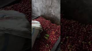 Pulper kopi gayo proses kopigayo kopiindonesia kopiarabika [upl. by Marguerite]