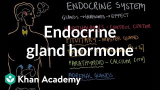 Endocrine gland hormone review  Endocrine system physiology  NCLEXRN  Khan Academy [upl. by Rauscher229]