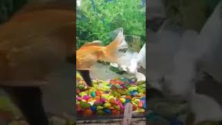 Fishes l Aquarium l Gold l Shark l Green youtubeshorts viral new fish water biodiversity [upl. by Amirak223]