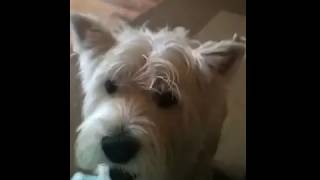 Westie talking dog fun 1 [upl. by Schalles523]