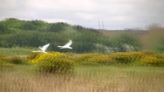 St Aidans Nature Reserve Allerton Bywater [upl. by Alemat869]