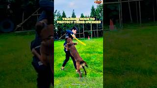 Training dogs to protect their owners chó germanshepherd malinois doglover becgie pubg [upl. by Eno]