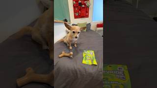 dog chooses bone vs human candy 🤣 [upl. by Latihs]