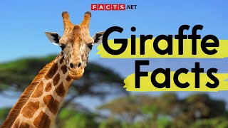 Amazing Giraffe Facts You Need To Know [upl. by Aihsenek]